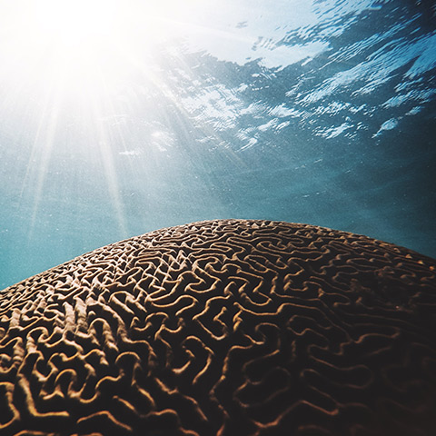 Huge Brain Coral