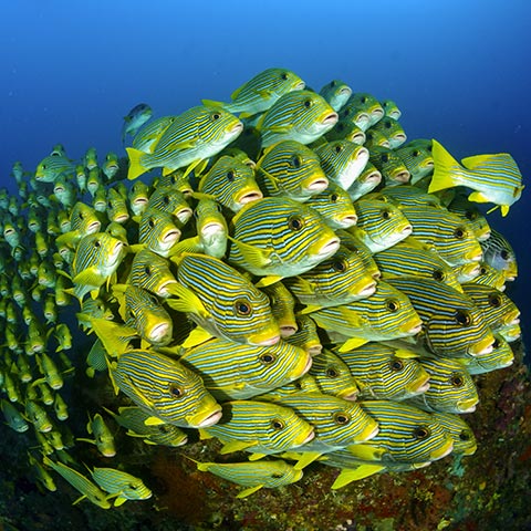 Huge School of Ribboned Sweetlips