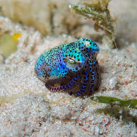 Bobtail Squid Komodo