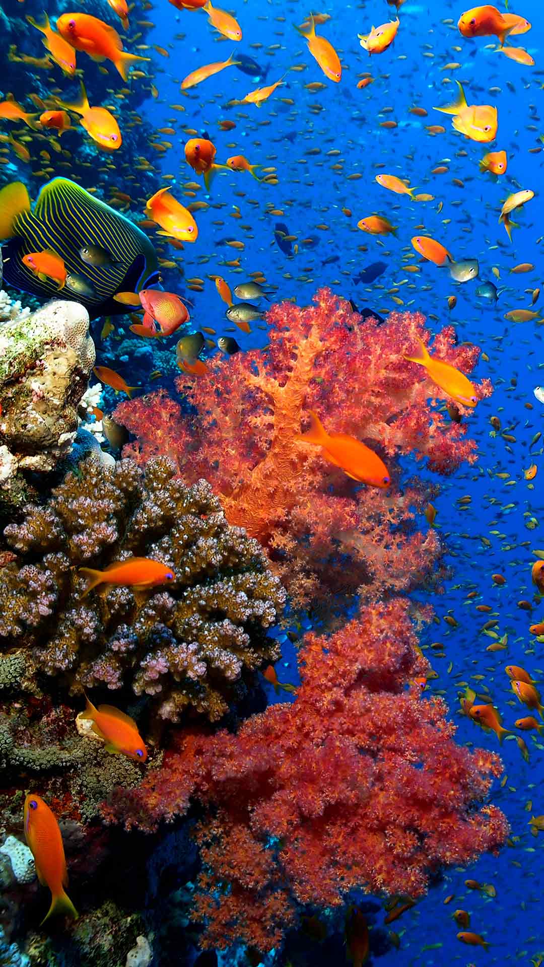 Impressive Biodiversity in Komodo