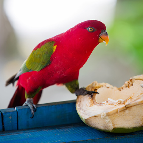 Incredible Birds Sighting in Raja Ampat
