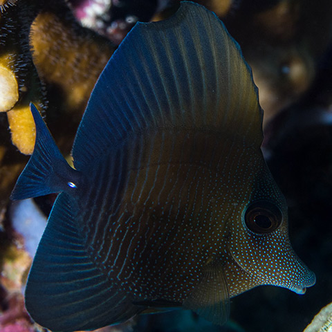 Juvenile Brushtail Tang Tatawa Besar