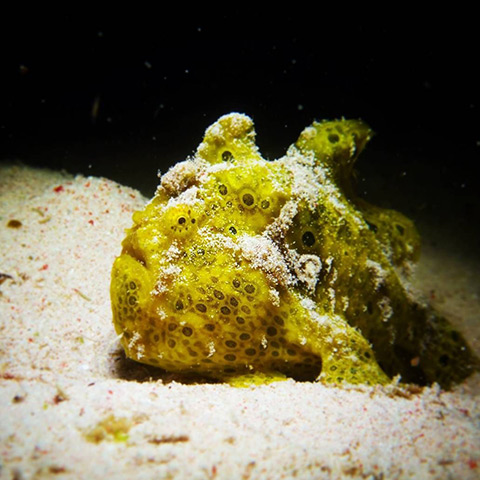 Juvenile Frogfish in Siaba Besar