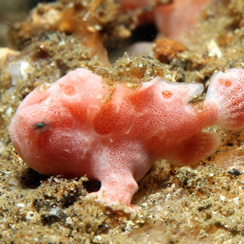 Juvenile Frogfish