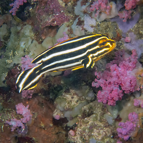 Juvenile Sweetlips