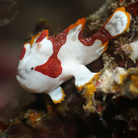 Flabelina sp