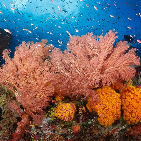 Kaleidoscope Colorful Reef