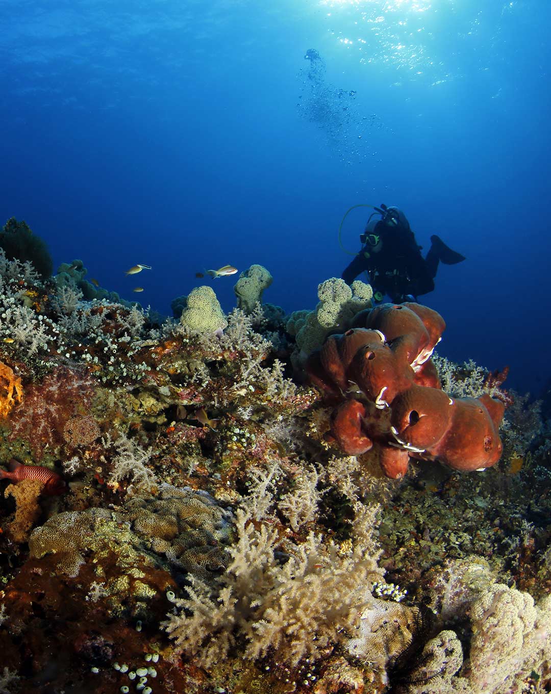 Kaleidoscope Raja Ampat