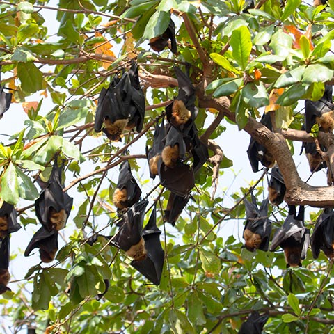 Kalong Flying Foxes on Kalong Mangrove