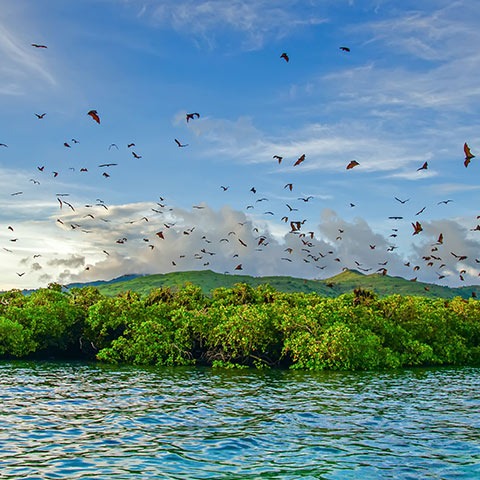 Kalong Flying Foxes Pulau Kalong
