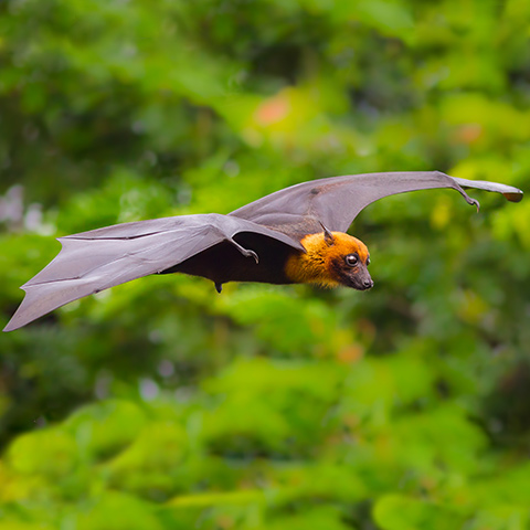 Kalong Giant Fruit Bat