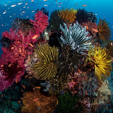 Komodo National Park Indonesia