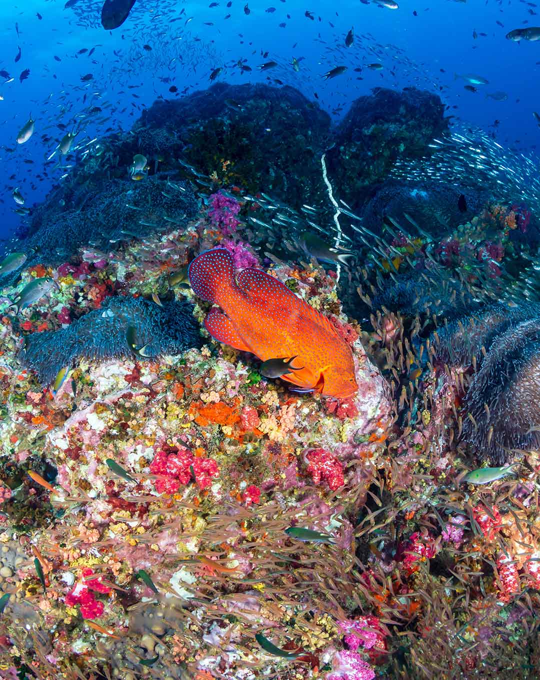 Komodo Castle Rock