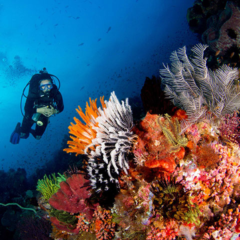 Komodo Diving Experience