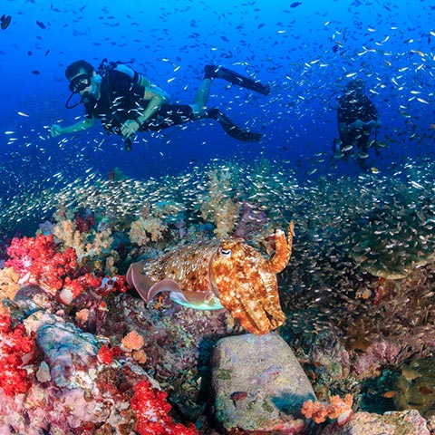 Komodo Diving Indonesia