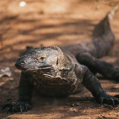 Komodo dragon in Komodo National Park