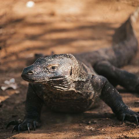 Komodo Dragon Facts