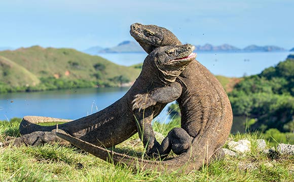 Komodo Dragons Fight