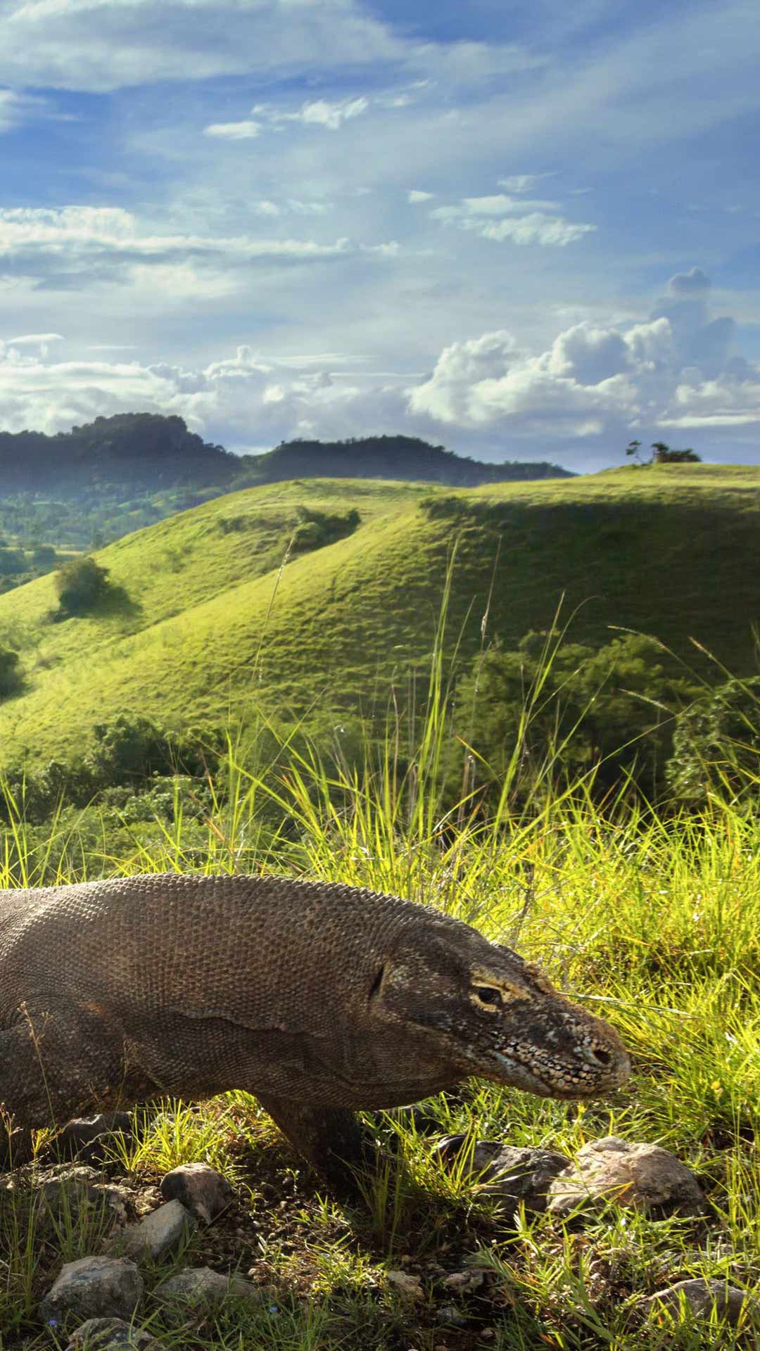 Komodo Dragon the Jurassic legend