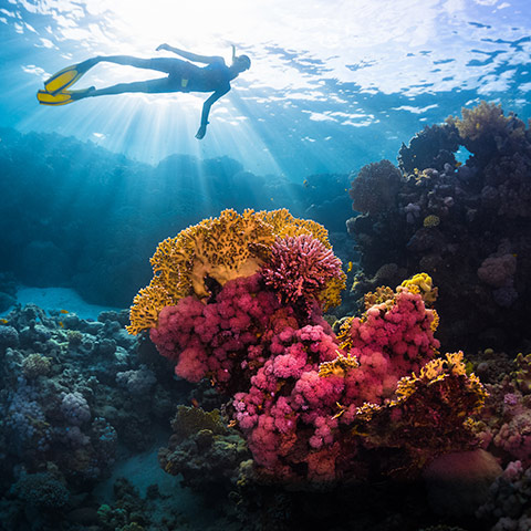 Komodo Island Snorkeling