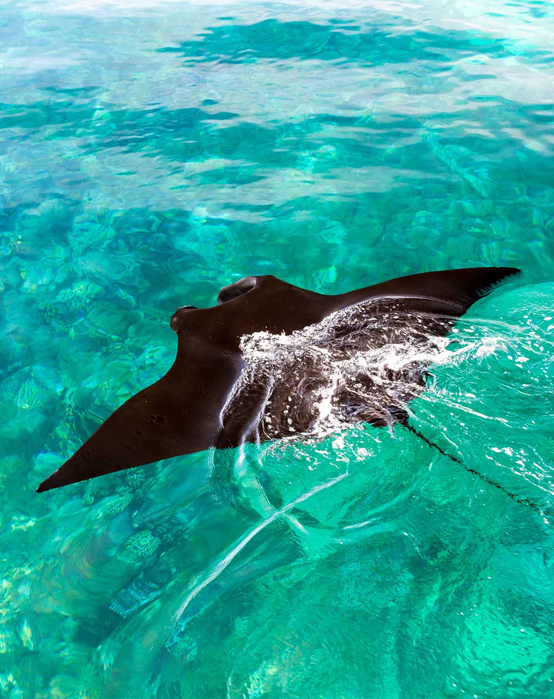 Komodo Liveaboard 3 Nights
