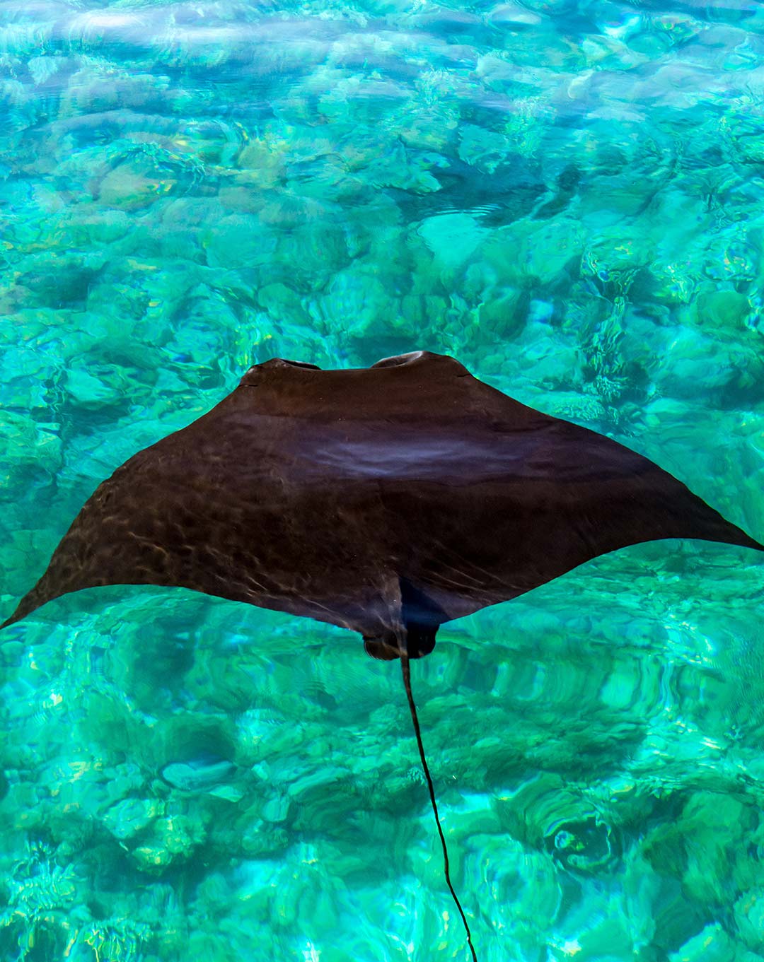 Komodo Manta Alley