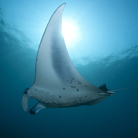 Komodo Manta Rays