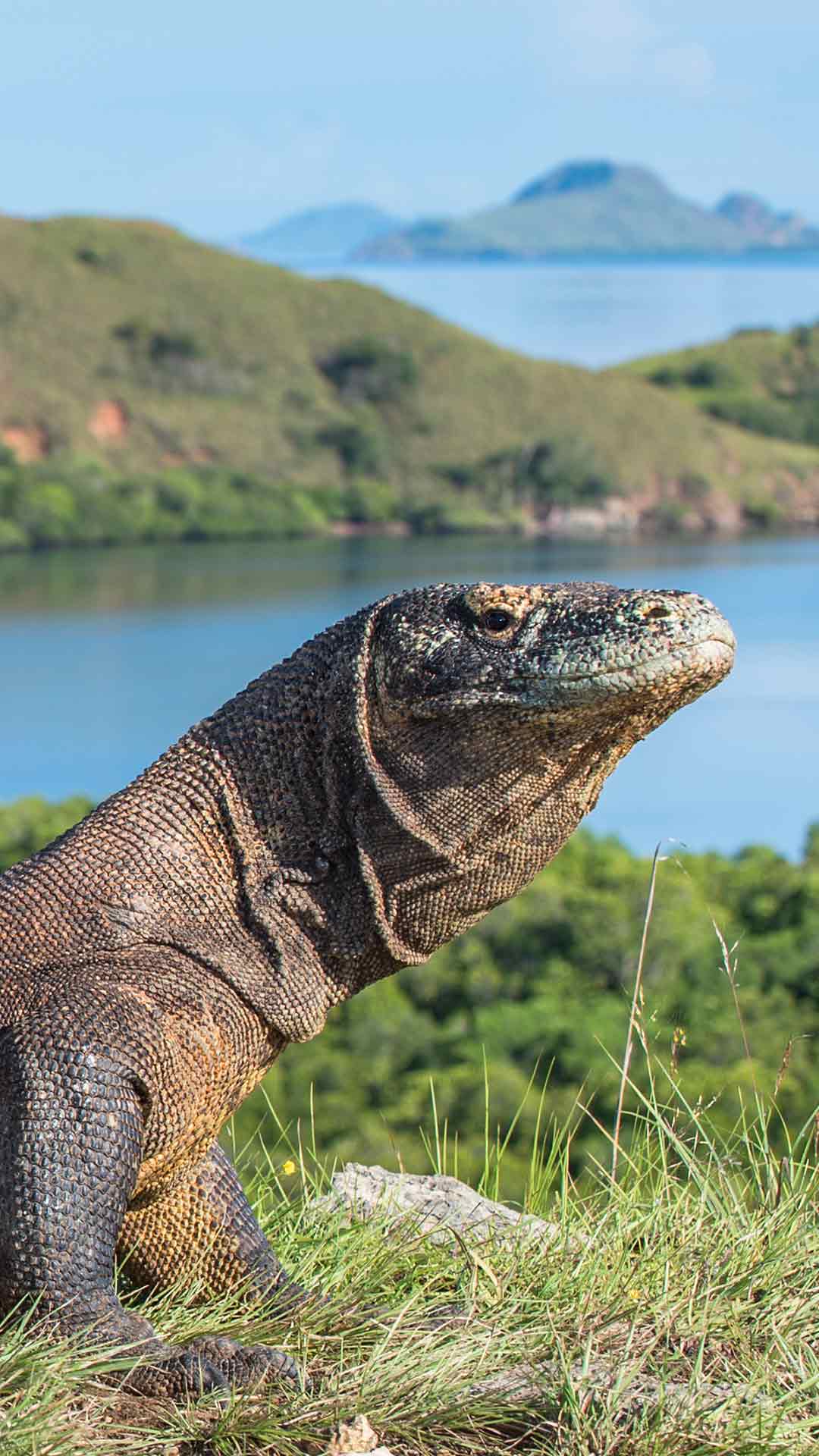 Komodo National Park Dragon