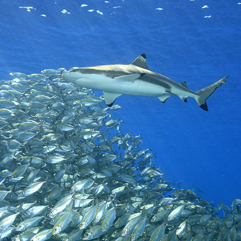 Komodo Pelagic Species