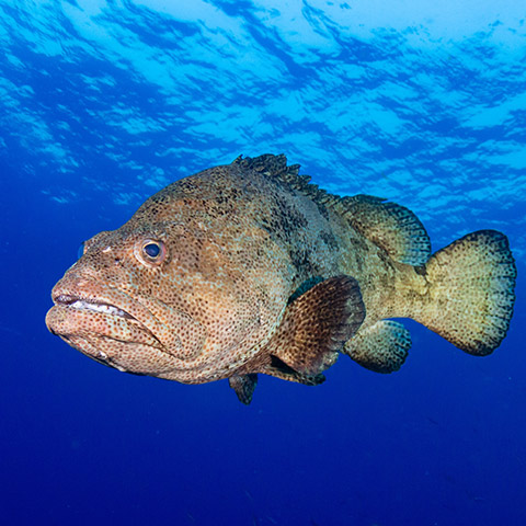 Large Grouper