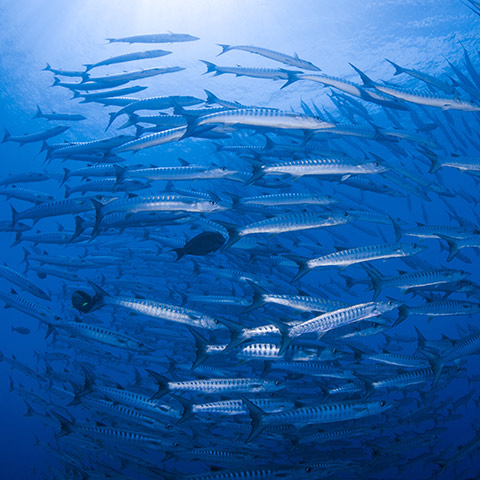Large School of Chevron Barracuda