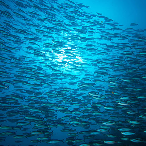 Large School of Fish