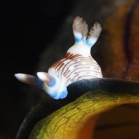 Lined Nembrotha Lineolata