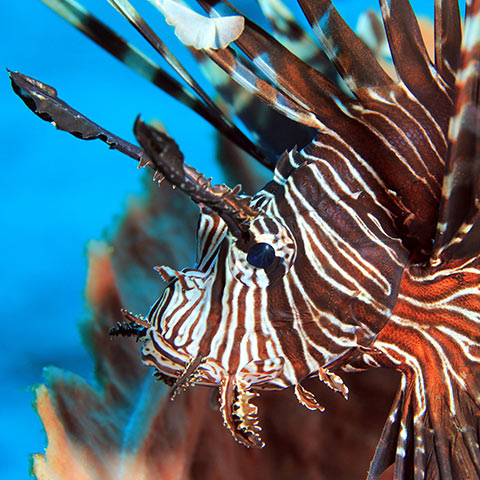 Lionfish Portrait