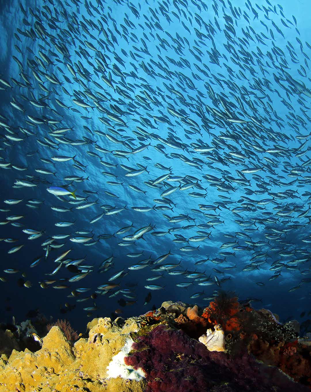 Liveaboard Banda _ Alor