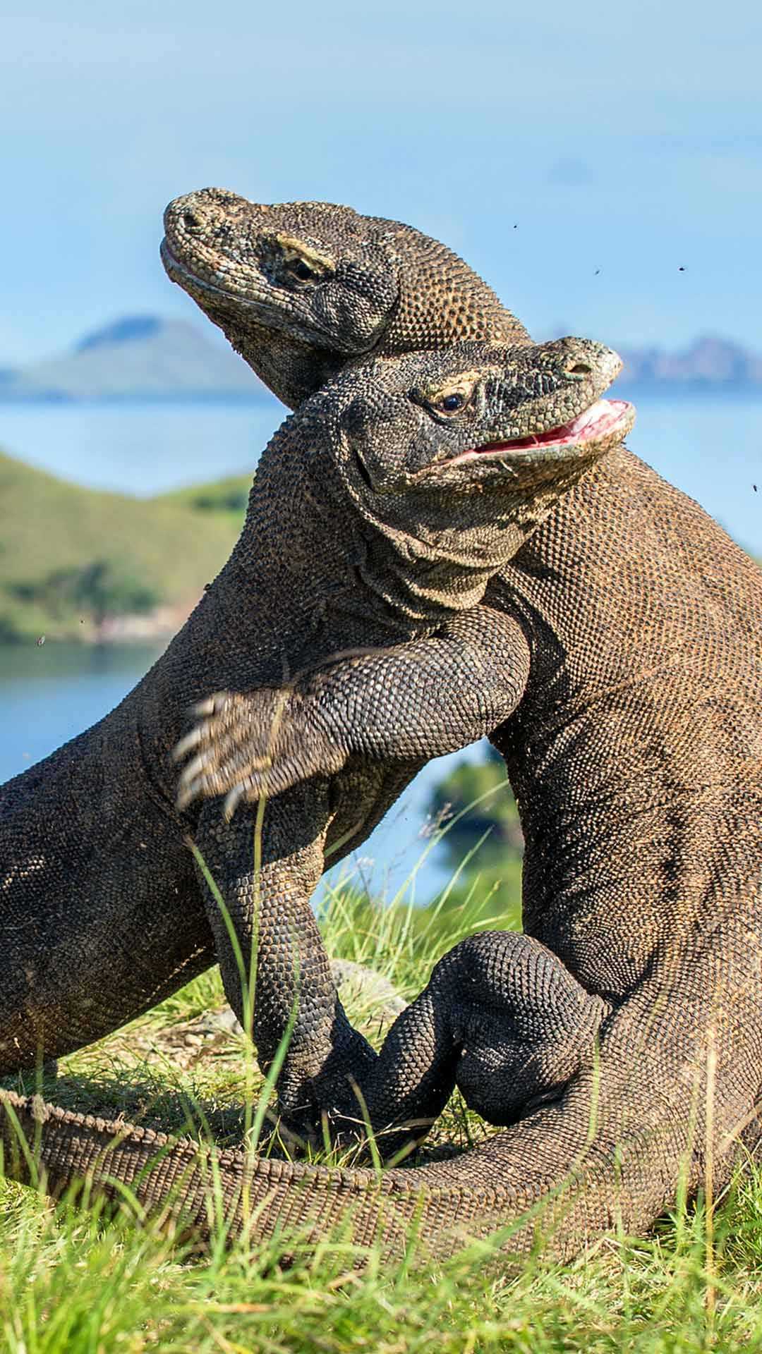 Liveaboard Indonesia Komodo