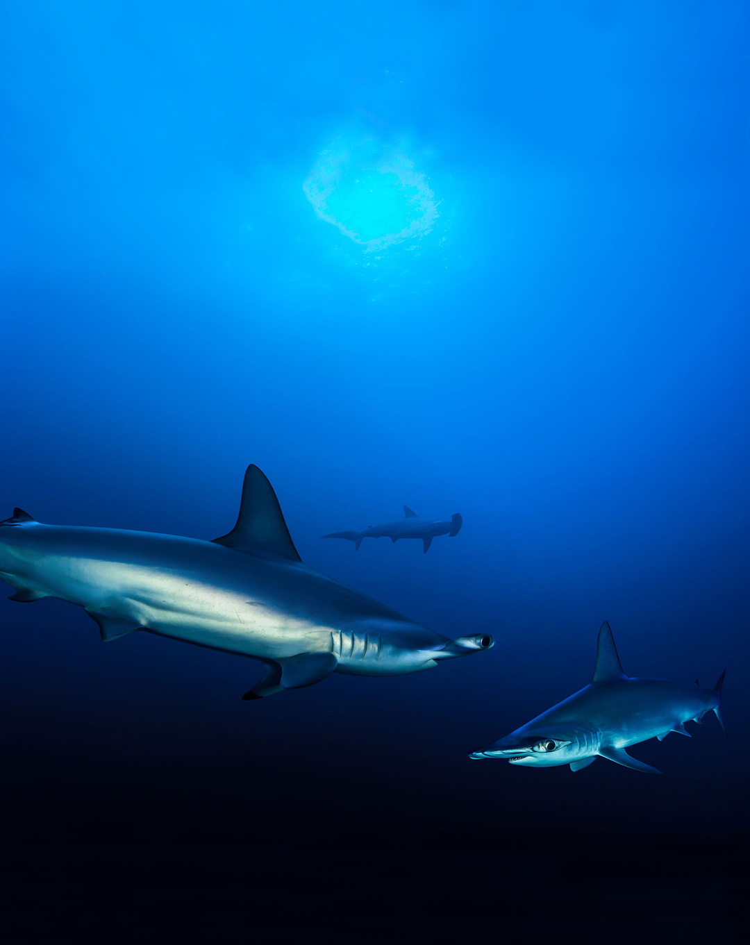 Liveaboard Ring of Fire Hammerhead Sharks 14 Days