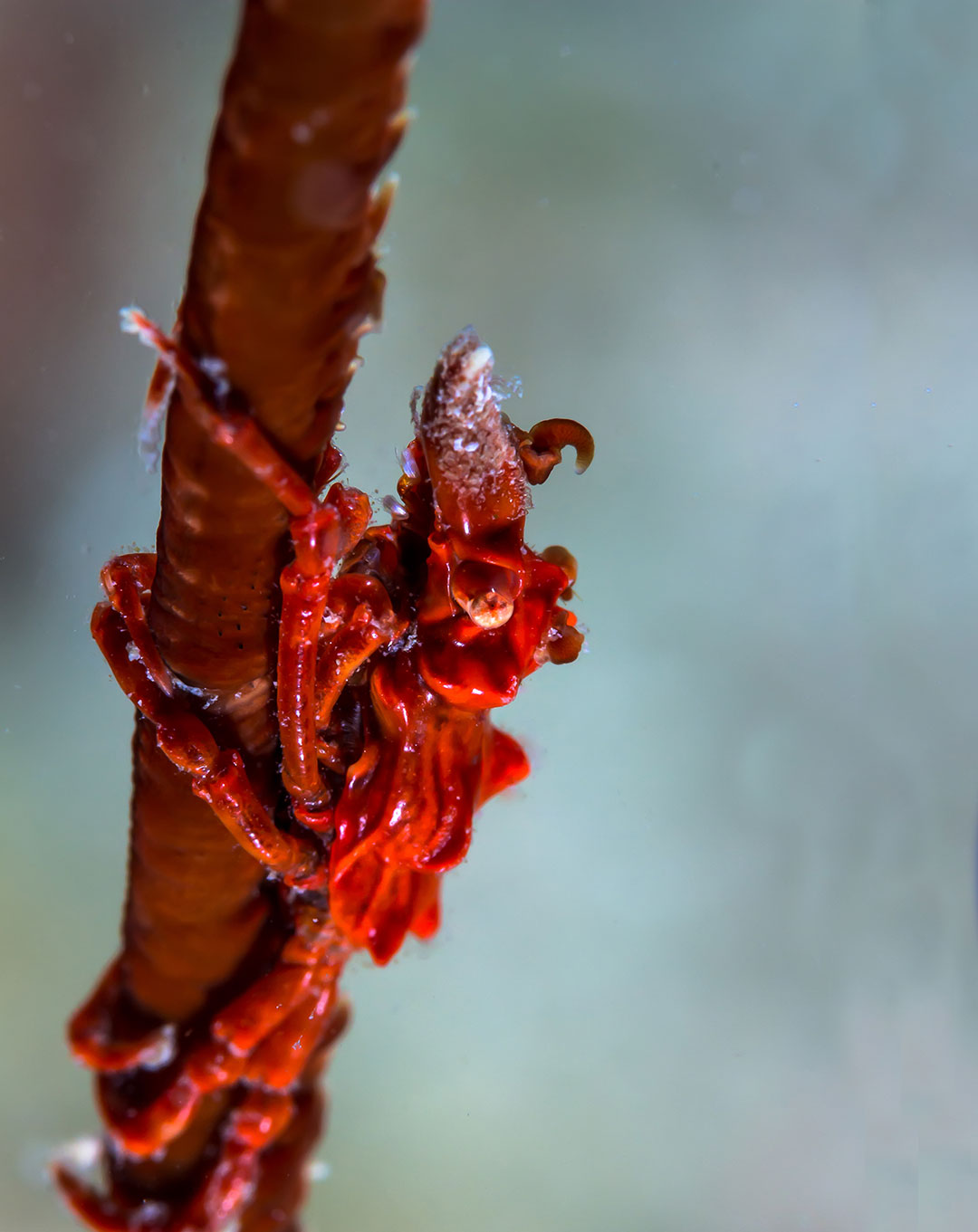 Macro and Muck Dive Komodo