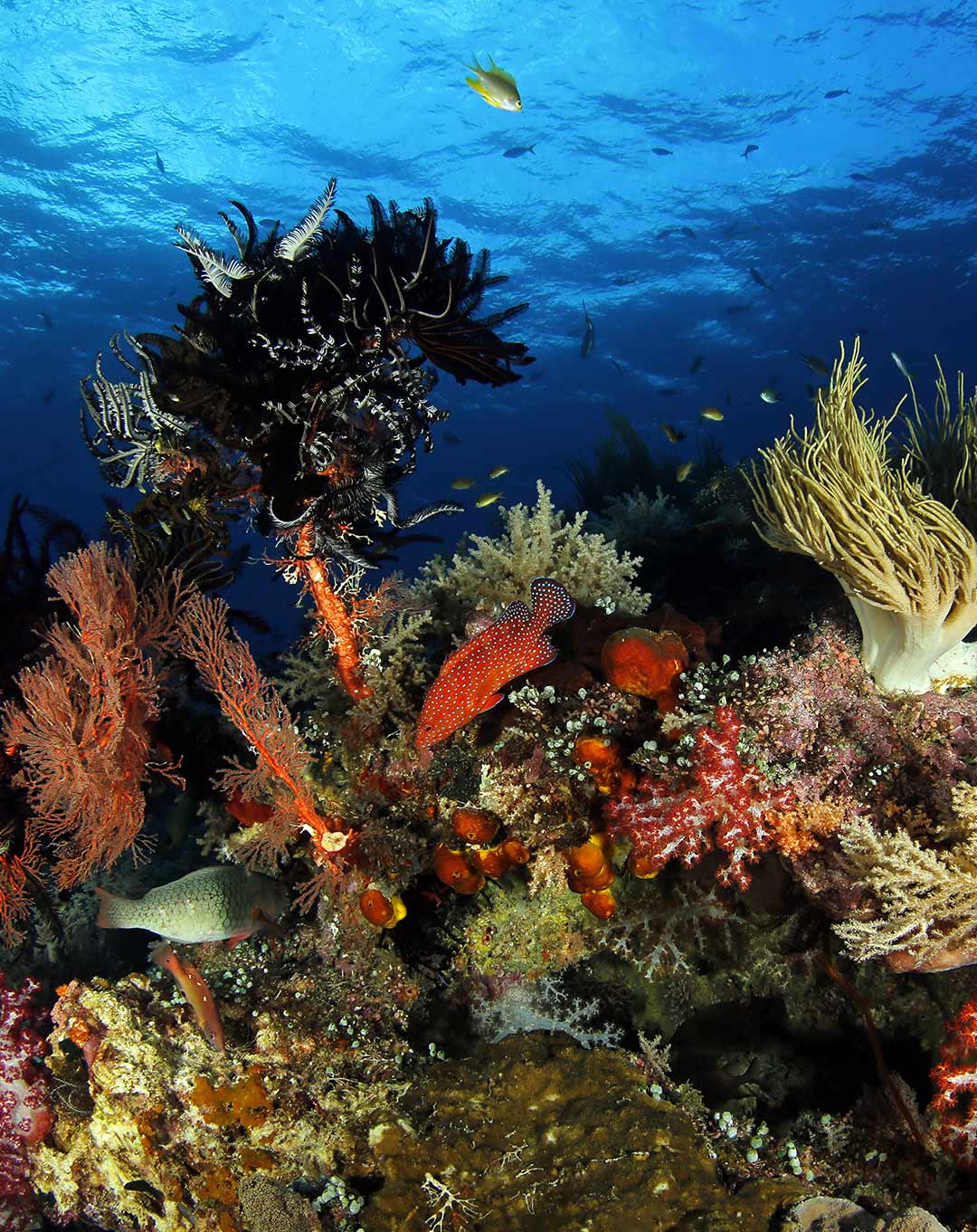 Magic Mountain Raja Ampat