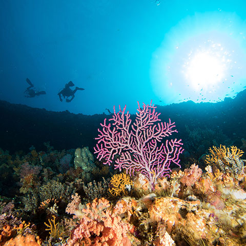 Marine Diversity in Komodo