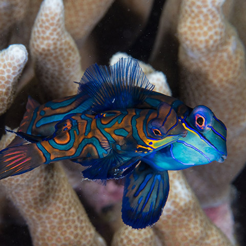Mandarin Fish in Siaba Kecil