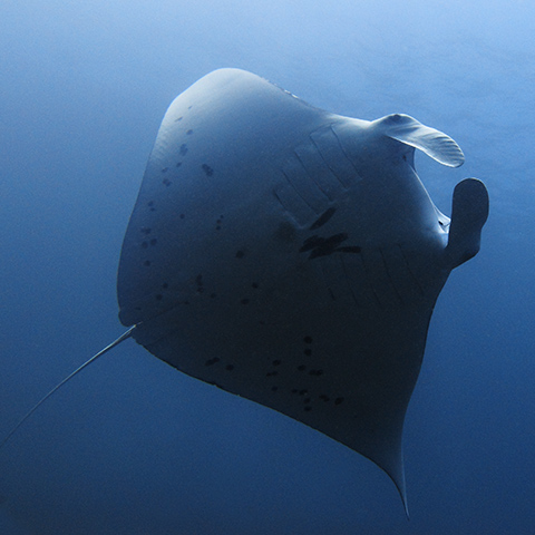 Manta Alley Dive Site Komodo
