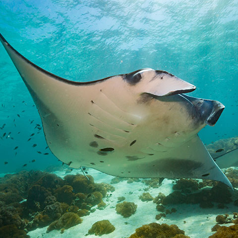 Manta ray at the cleaning station Makassar Reef Komodo
