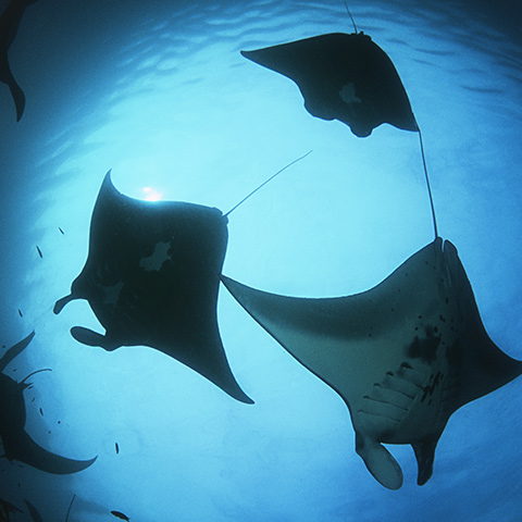 Manta Birostris Raja Ampat