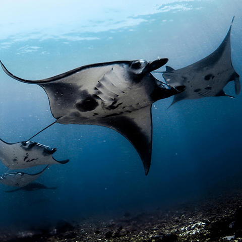 Manta Point Komodo Makassar Reef