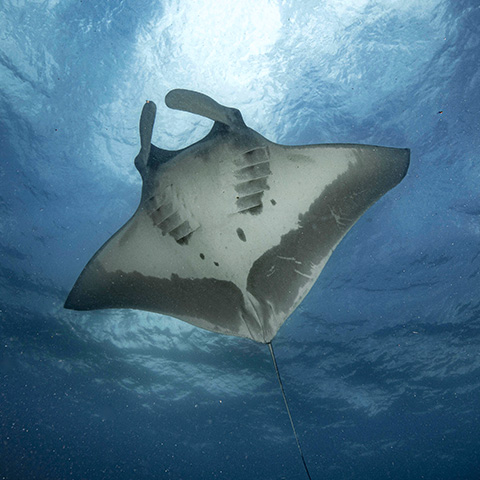 Manta Ray Close to the Surface