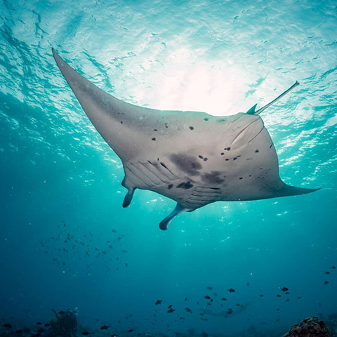 Manta Ray Diving Komodo