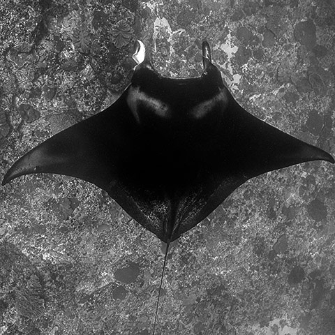 Manta Ray Flying above Manta Ridge