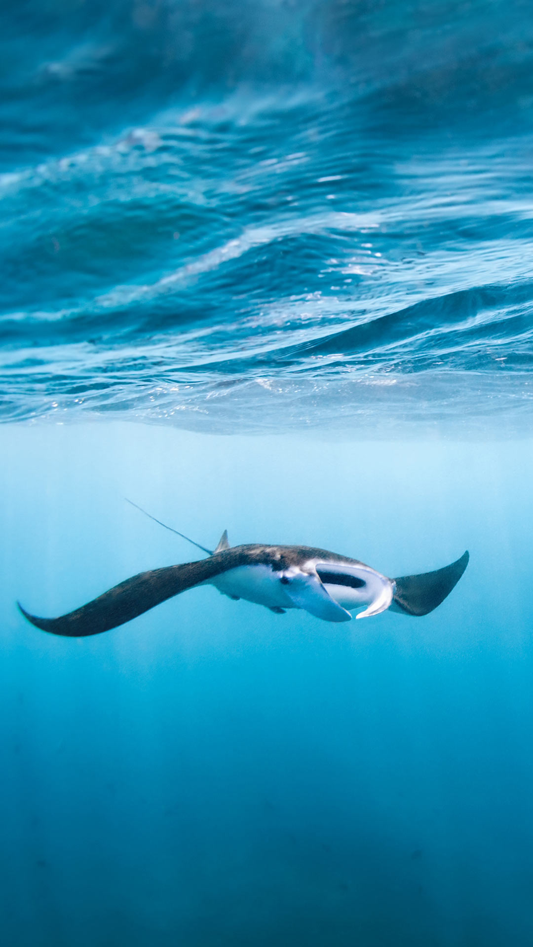 Manta Ray in Komodo National Park