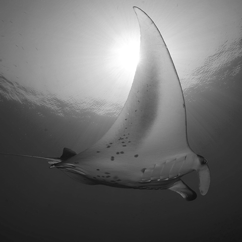 Manta Ray in Magic Mountain